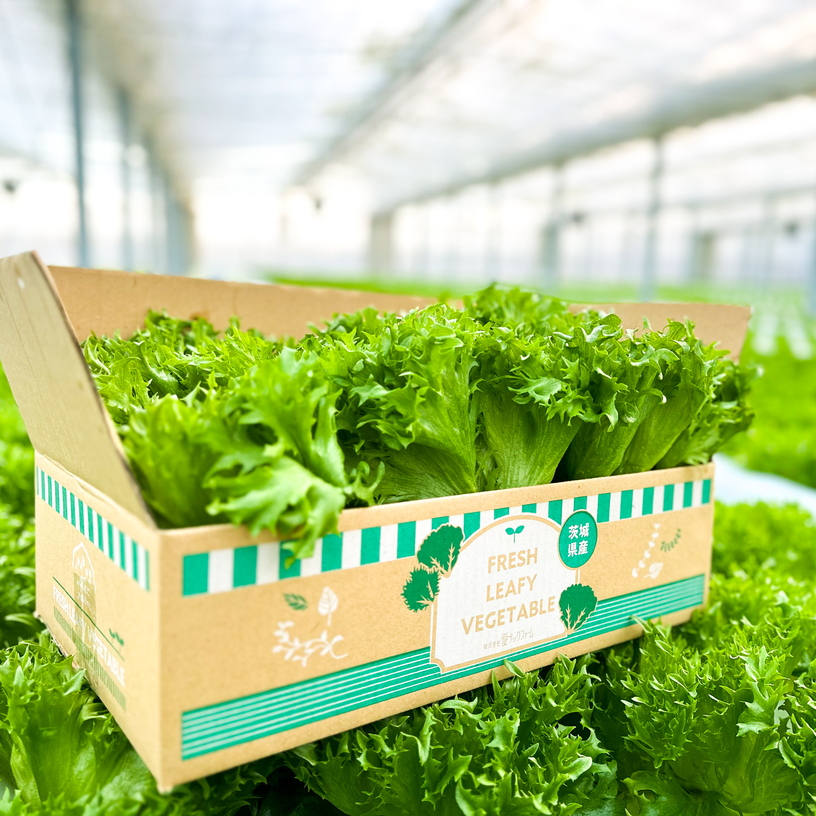 フリルレタス1kg ｜ 野菜/レタス 産直アウル 農家・漁師など生産者から