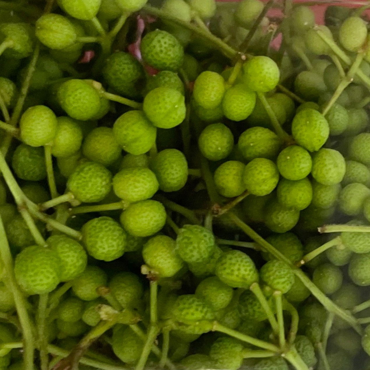 優美に香る 実山椒300g プラス山菜少量おまけ入り ｜ 野菜/山菜 産直