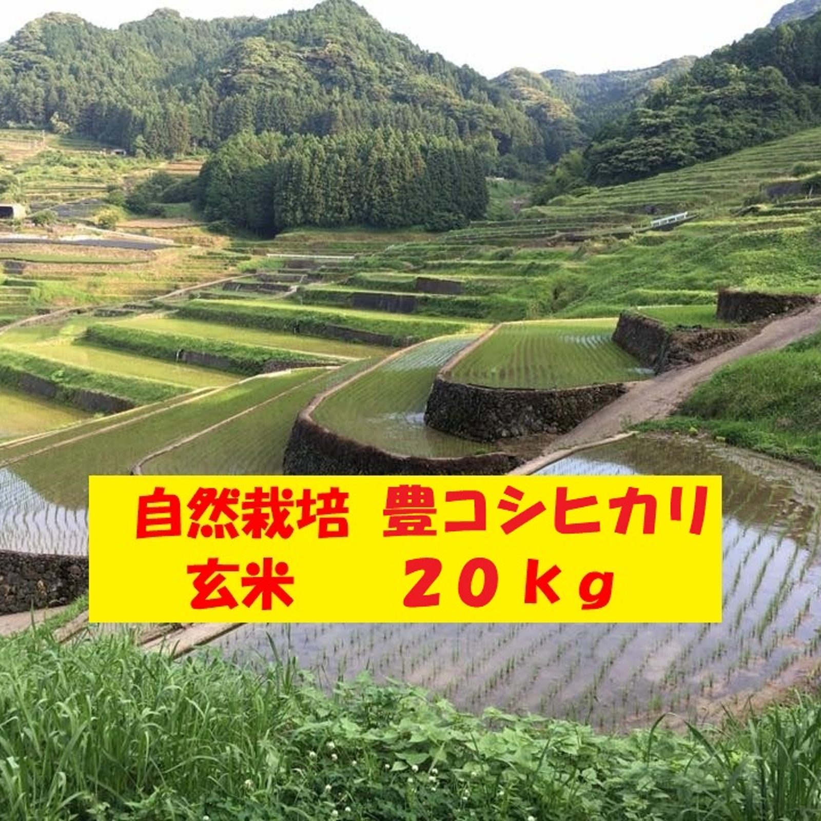 自然栽培「豊コシヒカリ」玄米 20kg ｜ 米・穀物/玄米 産直アウル 