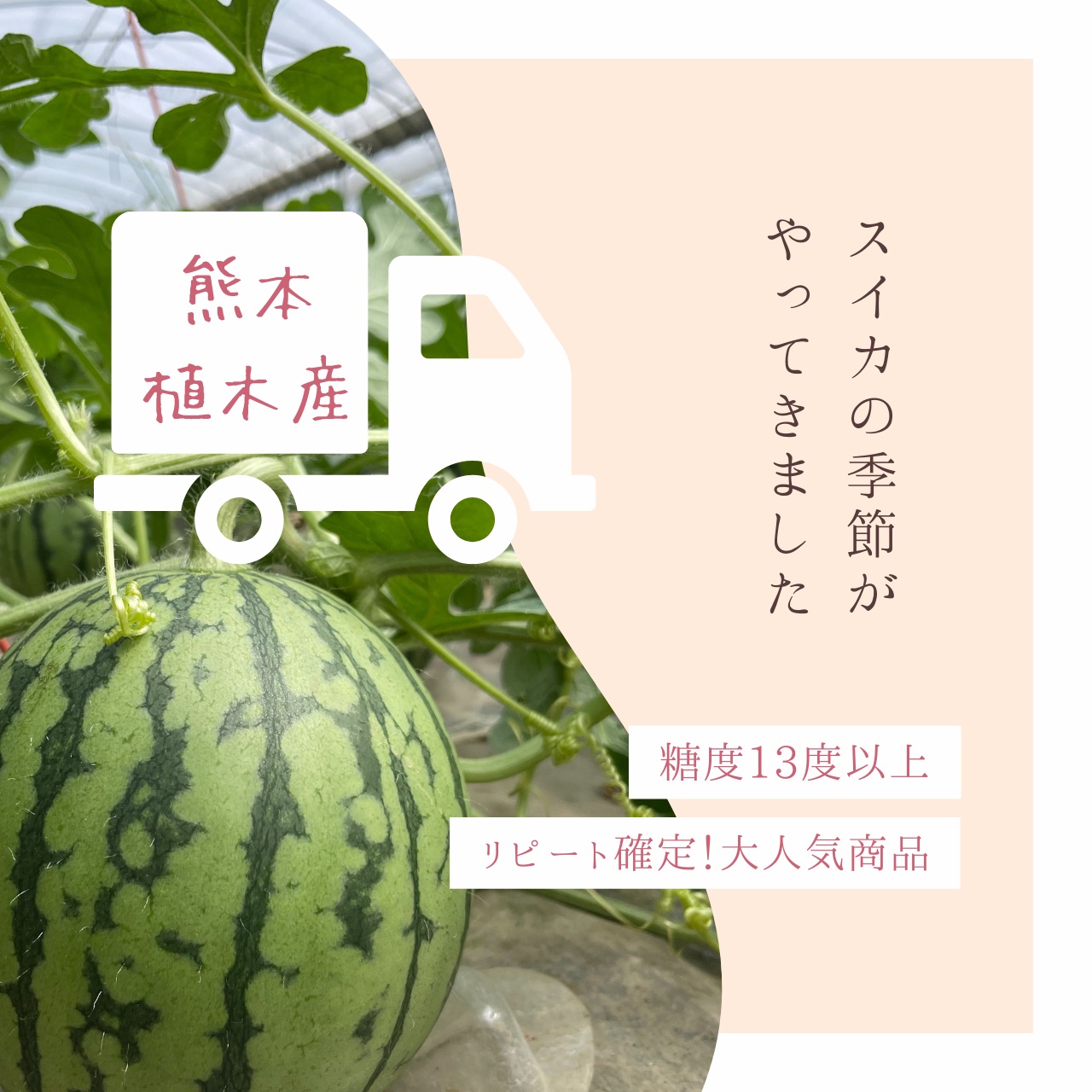 大人気】熊本県植木産 小玉スイカ 1玉入り ｜ 果物/スイカ 産直アウル