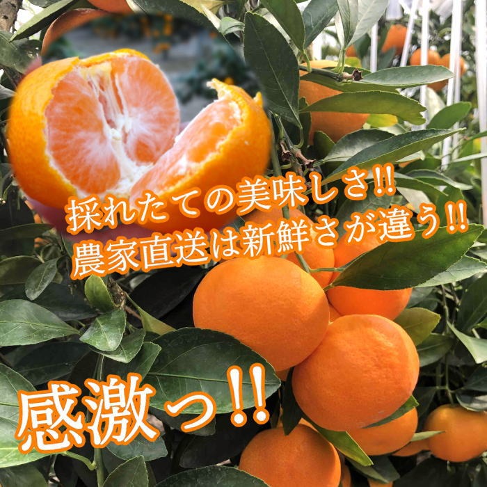 旬祭限定】極甘ハウスみかん蜜ツ星 お試し品 バラ詰め 2kg＋増量分200g