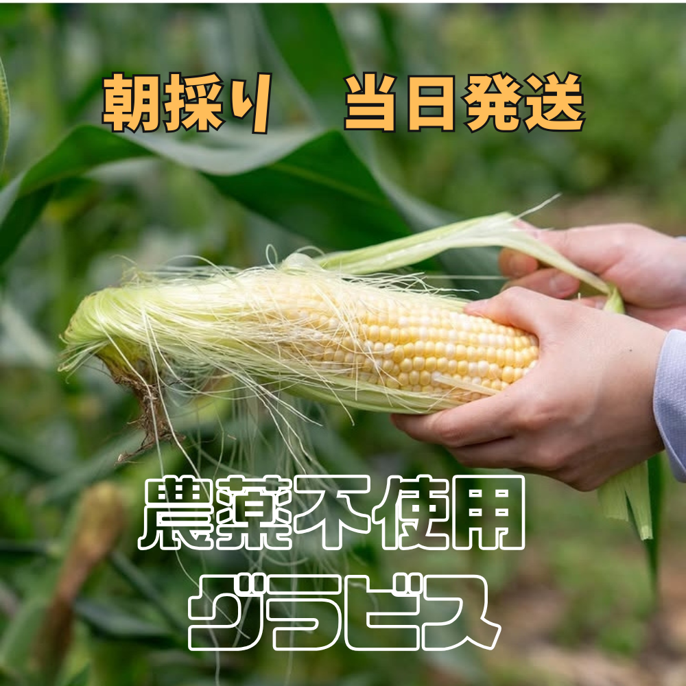 限定販売❣️粒が柔らかく甘いバイカラーとうもろこし（グラビス）皮つき 生が甘くて美味しい 新鮮で安全 安心な とうもろこし グラビス 6本