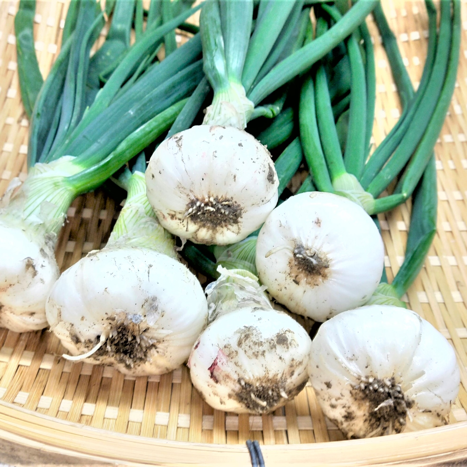 ぶち甘 白新玉ねぎ！(*^^*) ｜ 野菜/玉ねぎ 産直アウル 農家・漁師など