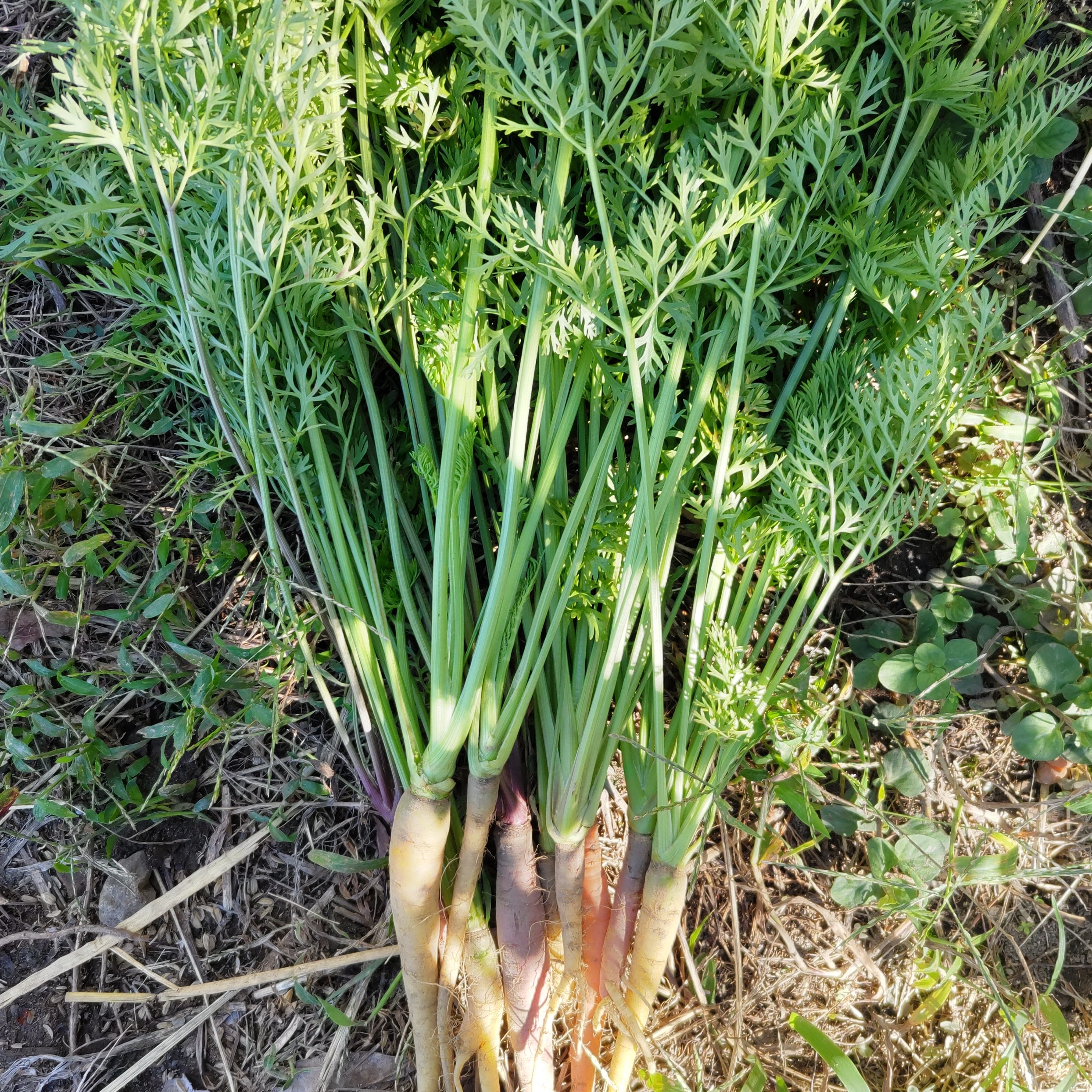 高知県産 農薬・化学肥料不使用 葉付きカラフル人参 500g ｜ 野菜/人参