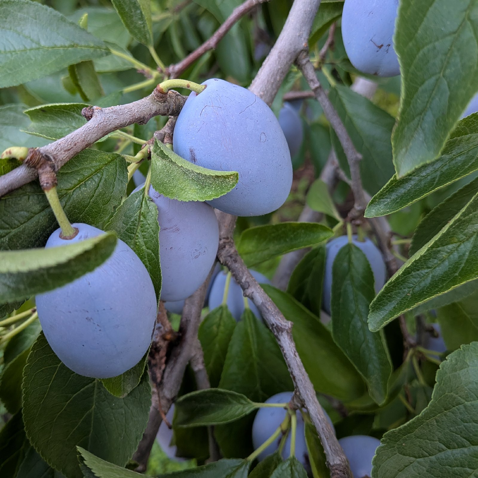 青森県産生プルーン | 果物/その他果物 産直アウル 農家から直接