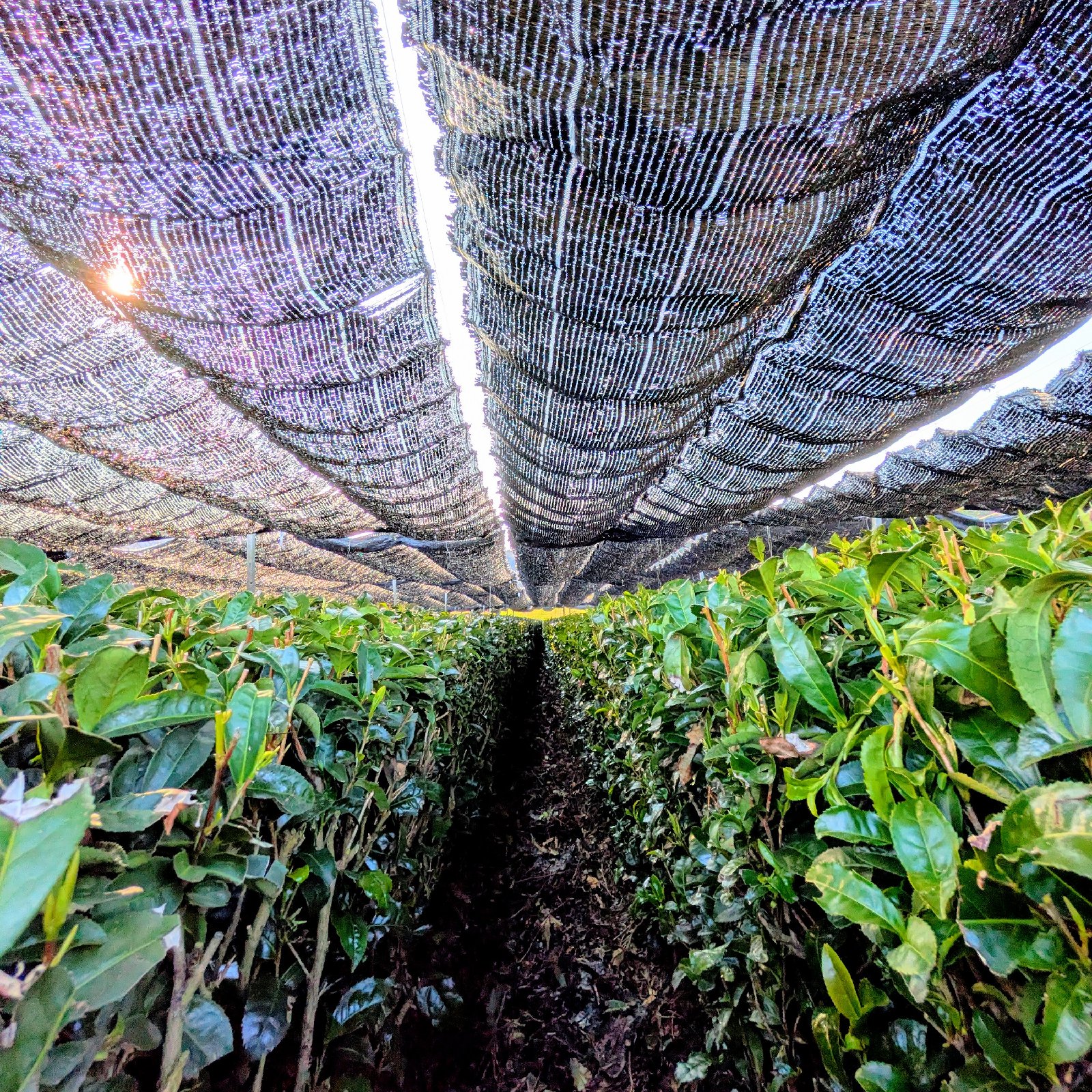 sumtree-f…の最新投稿「霜注意報が出ると舞鶴の茶園には一斉