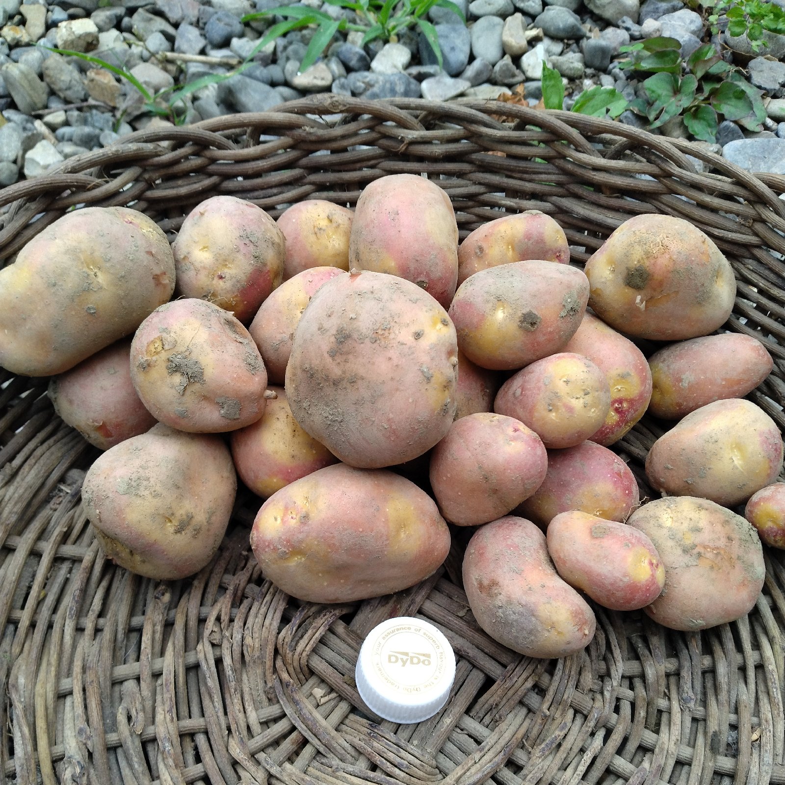 無農薬インカのめざめ 本州、四国、九州の方 ｜ 野菜/じゃがいも 産直