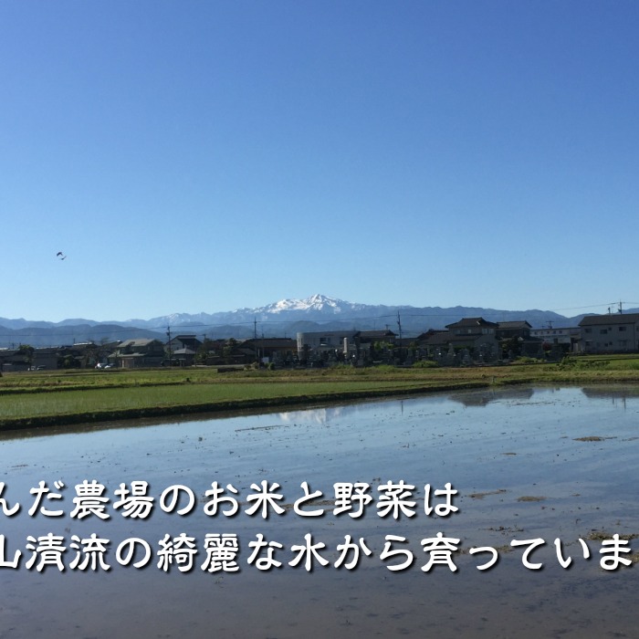 令和7年産 新米 石川県産 ゆめみづほ 玄米 15kg ｜ 米・穀物/玄米 産直