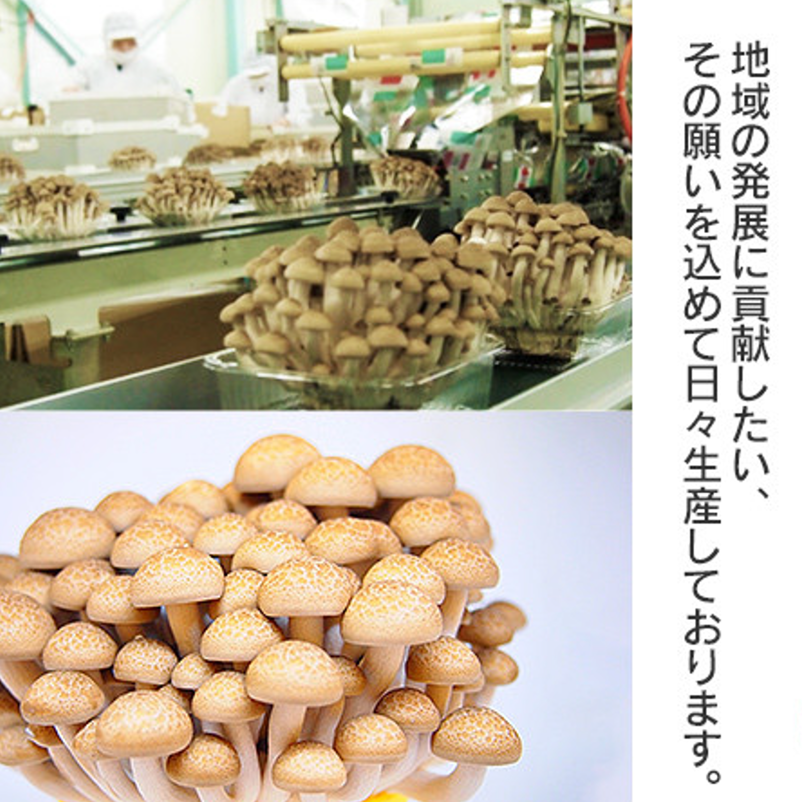 辛うま！しめじのキムチ「シメチャンジャ」3パック ｜ 加工品/キムチ