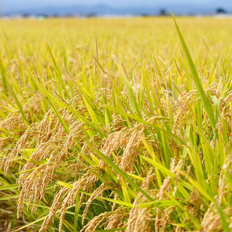 令和8年産 新米 ひとめぼれ 25kg 玄米 ｜ 米・穀物/玄米 産直アウル