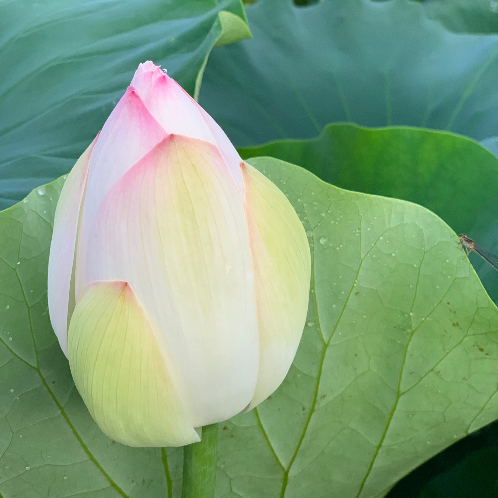 新れんこん 芽バス 2kg ｜ 野菜/蓮根 産直アウル 農家・漁師など生産者