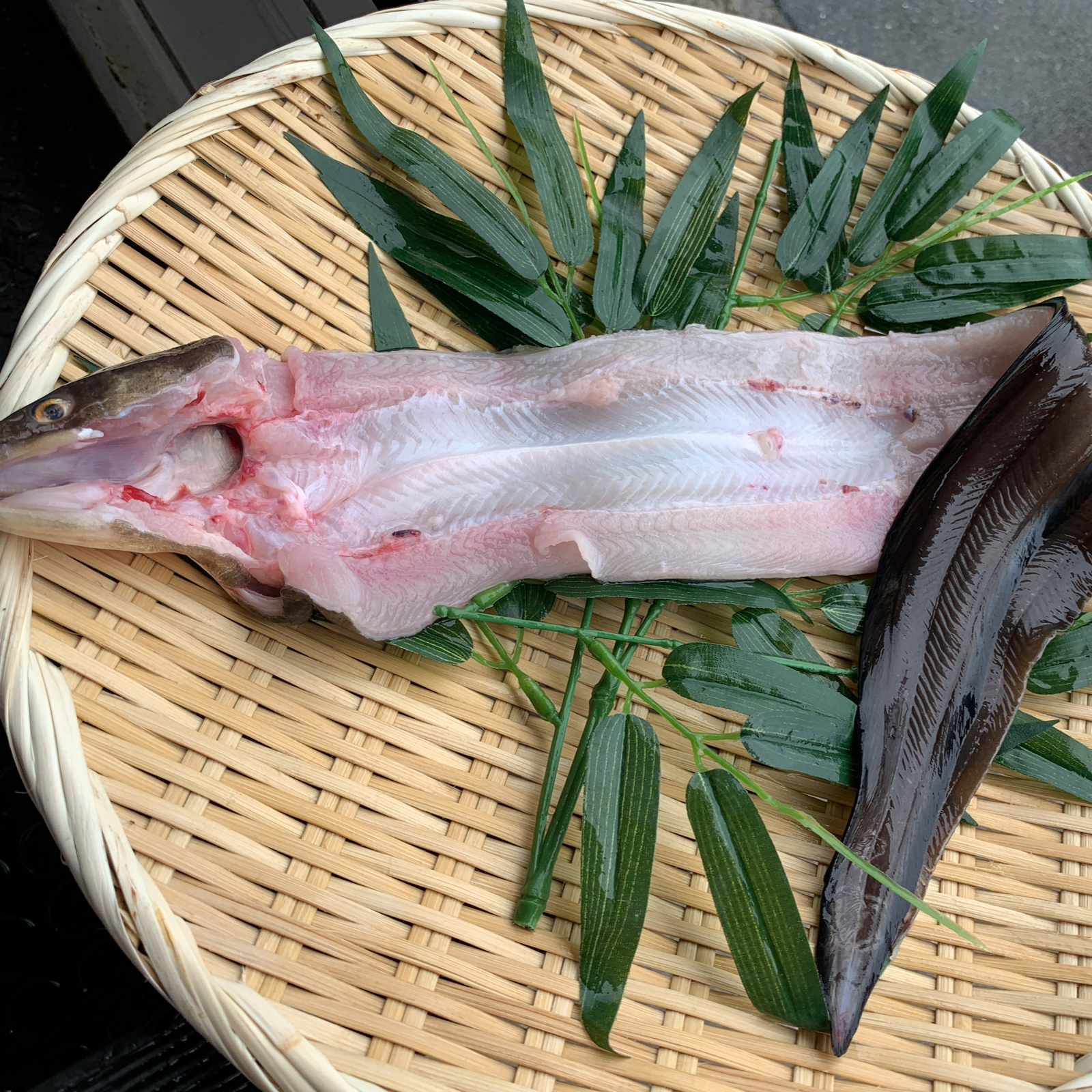 明石名物 伝助穴子 特大 魚介類 穴子 生 産直アウル Owl 農家から直接野菜などの食材を購入できる産地直送の宅配通販サイト