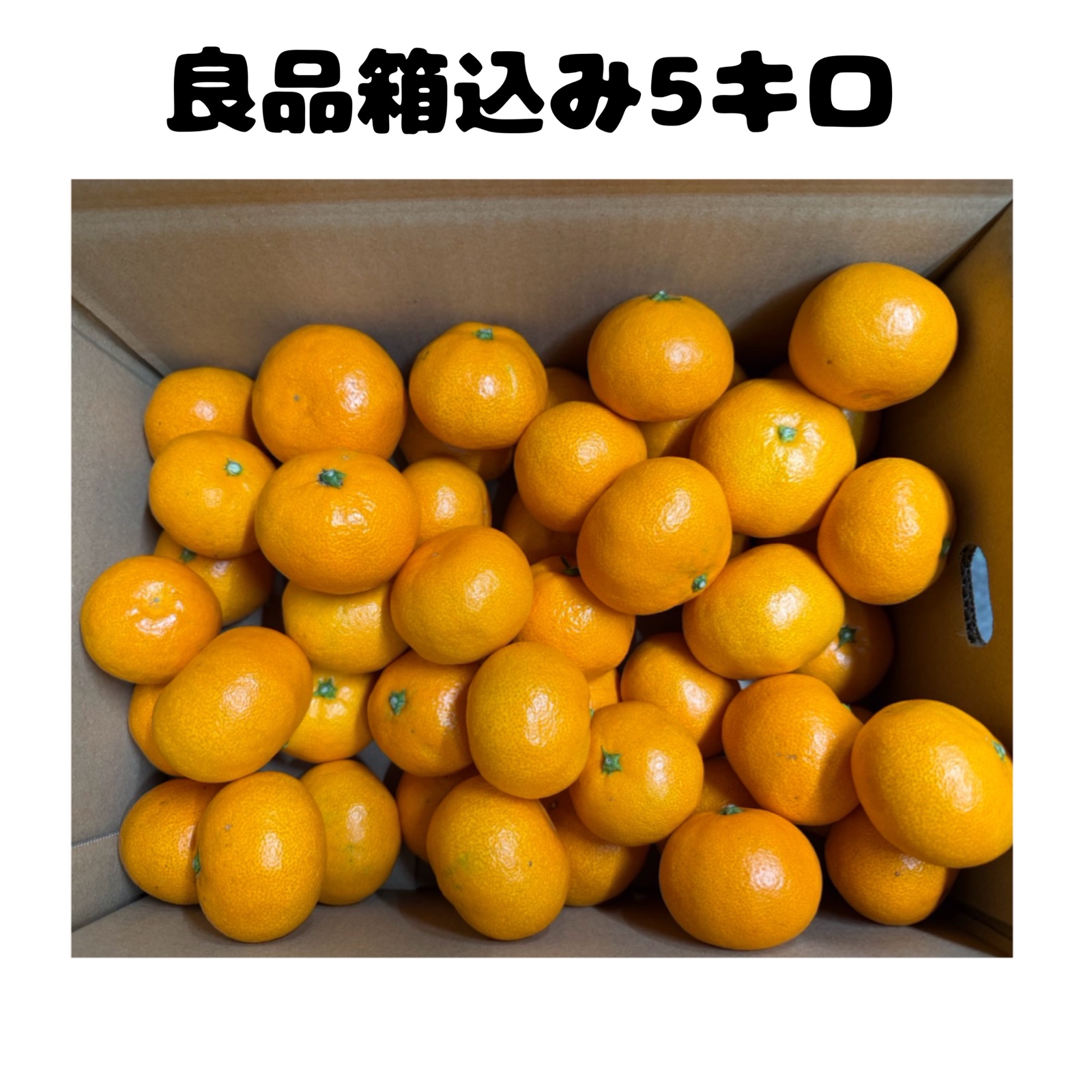 木下さんちのみかん 良品箱込み10キロ（5キロ箱×2箱） ｜ 果物/温州