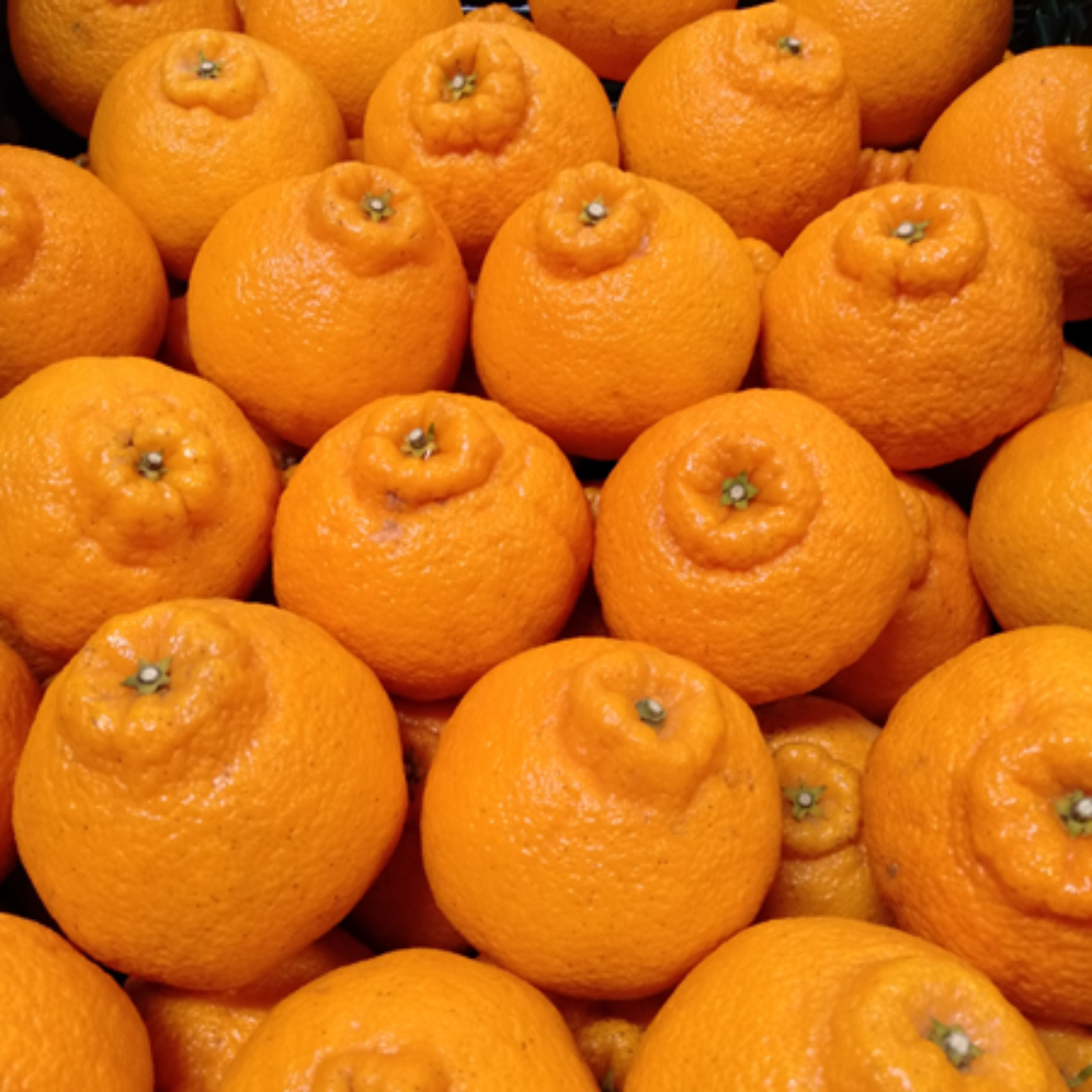 182愛媛県産 不知火 デコポン 家庭用 14㎏ 182愛媛県産 不知火 デコポン 家庭用 14㎏