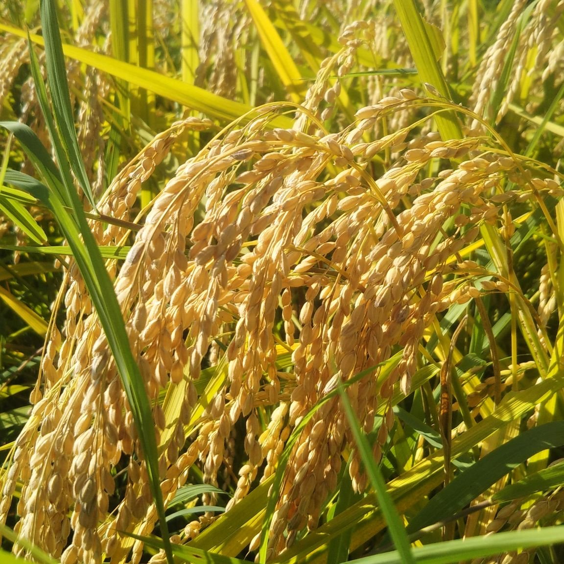 EM栽培米・残留農薬0の米【特別栽培米】岩手県産ひとめぼれ（玄米