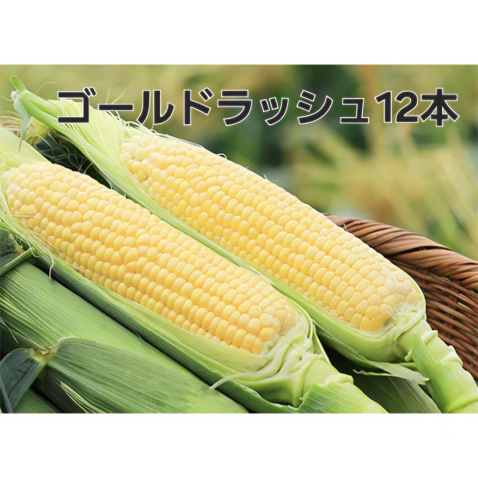 新鮮朝採り】早朝収穫のゴールドラッシュ12本 ｜ 野菜/とうもろこし