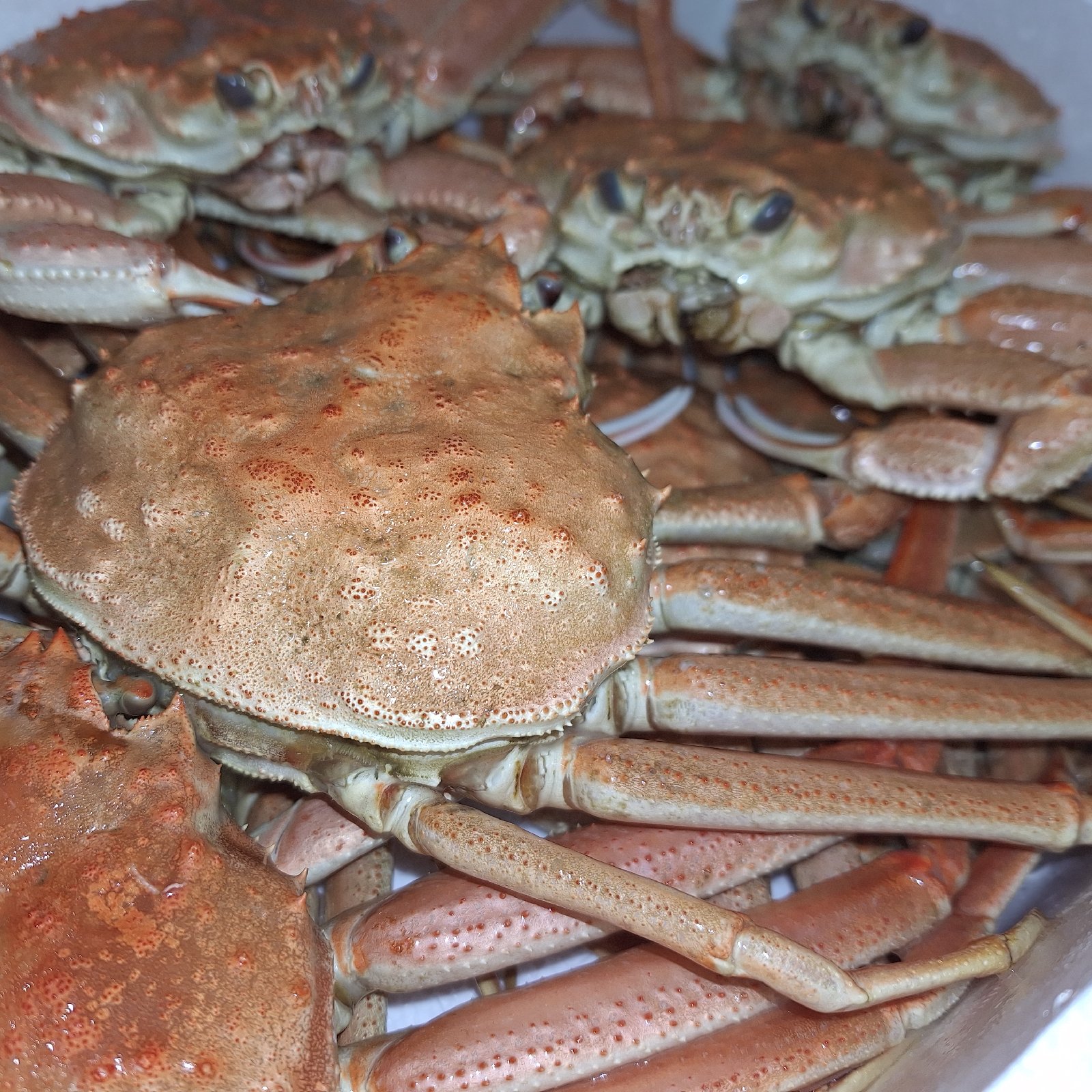 北海道産オオズワイガニボイル冷凍2kg詰め ｜ 魚介類/カニ 産直アウル