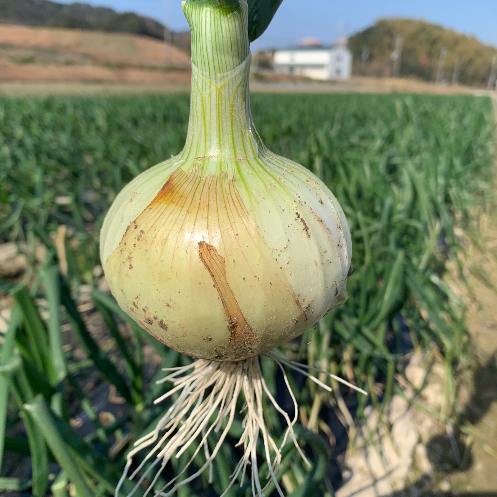 淡路島産新玉ねぎ 七宝早生 高糖度 夢玉 節減対象農薬:JA防除計画