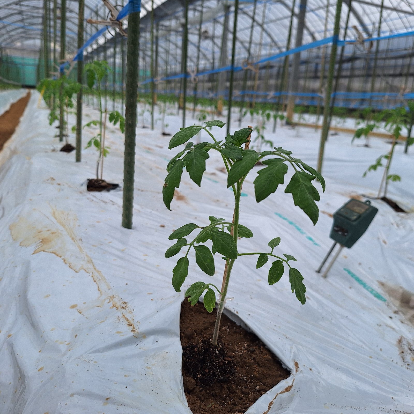 宮島農園の最新投稿「フルーツイエロー植え付けしました」｜産地直送の