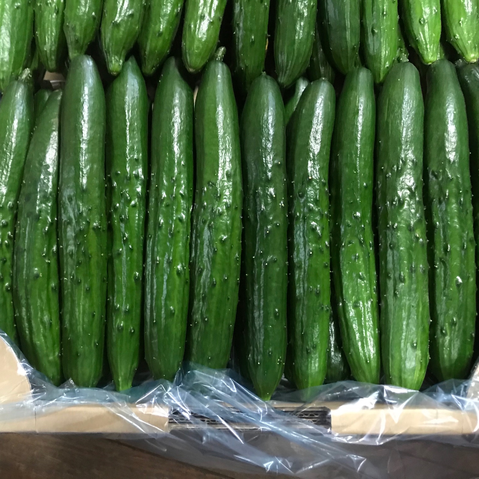 新鮮きゅうりA品 朝採り野菜10kg ｜ 野菜/きゅうり 産直アウル 農家