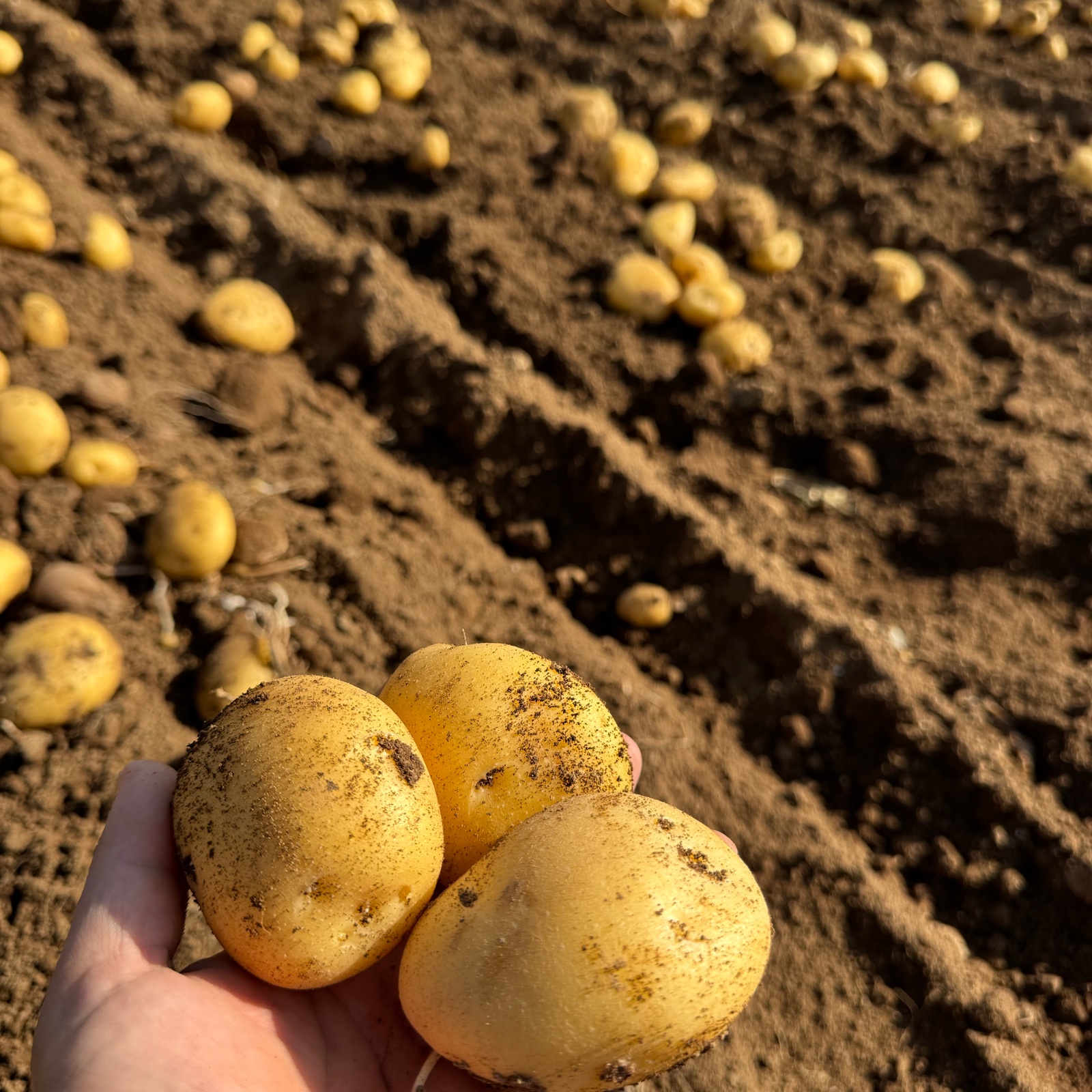 ながさき黄金Mサイズ30kg(春作) ｜ 野菜/じゃがいも 産直アウル 農家