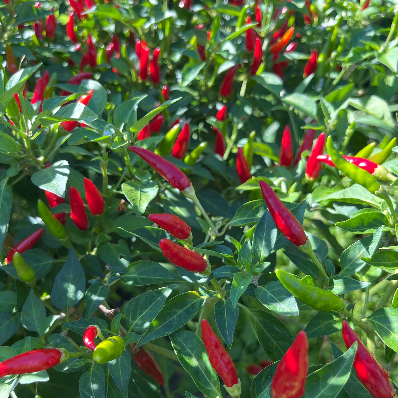 179917d4a21145f2419ae66b721c2b