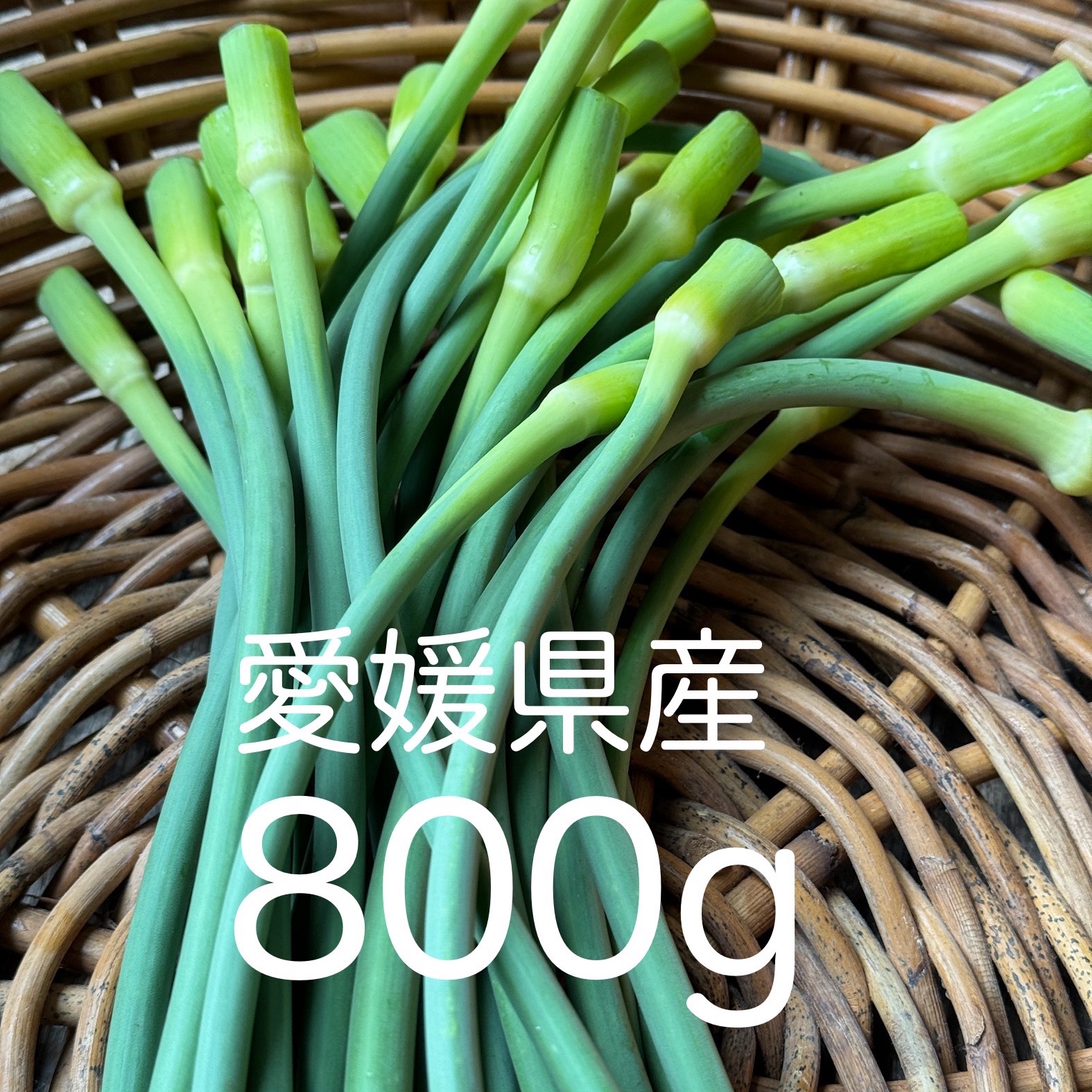 愛媛県産ニンニクの芽 ｜ 野菜/にんにく 産直アウル 農家・漁師など