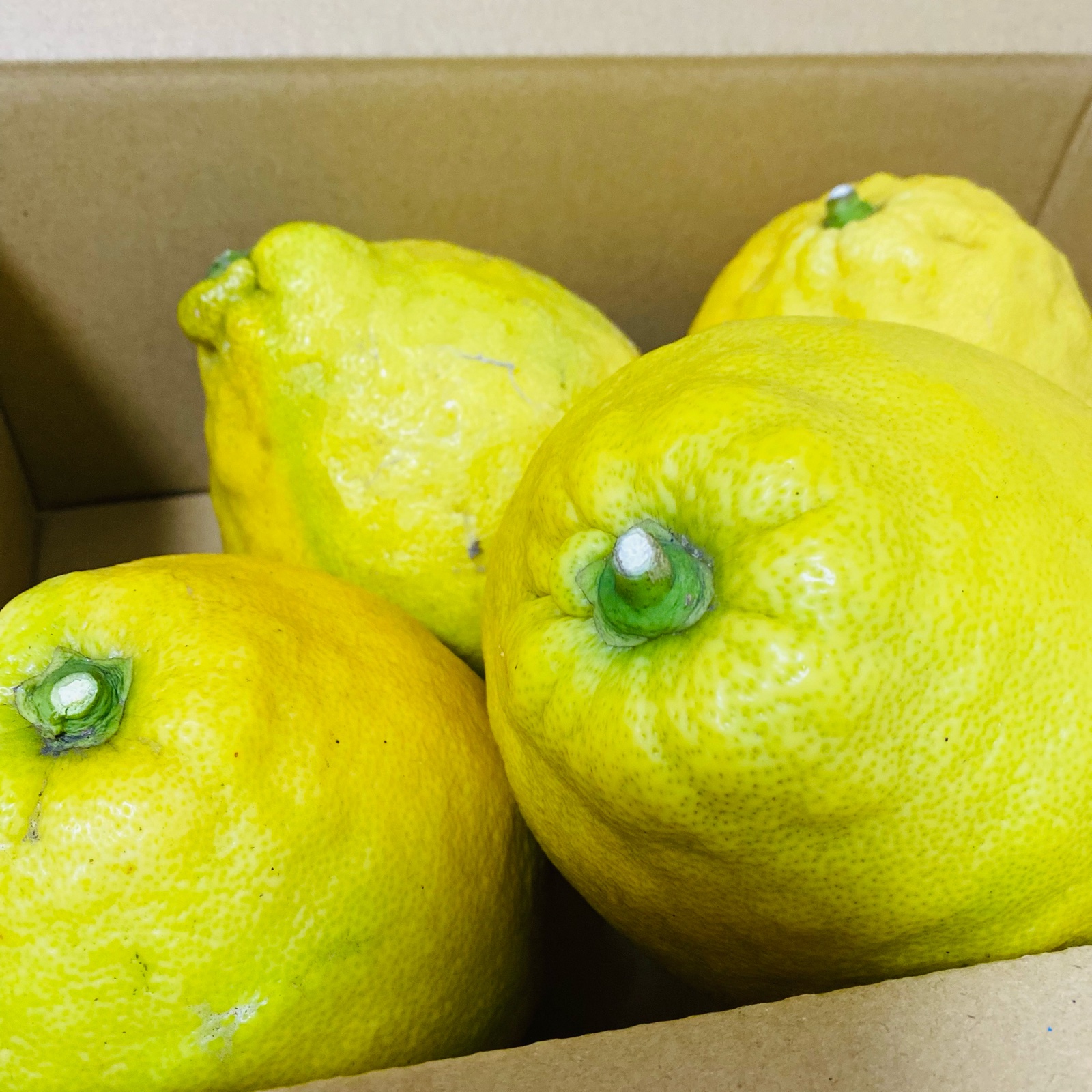 今が旬　採れたて新鮮　ジャンボ　レモン　ポンテローザ　10キロ 今が旬採れたて新鮮ジャンボレモンポンテローザ10キロ