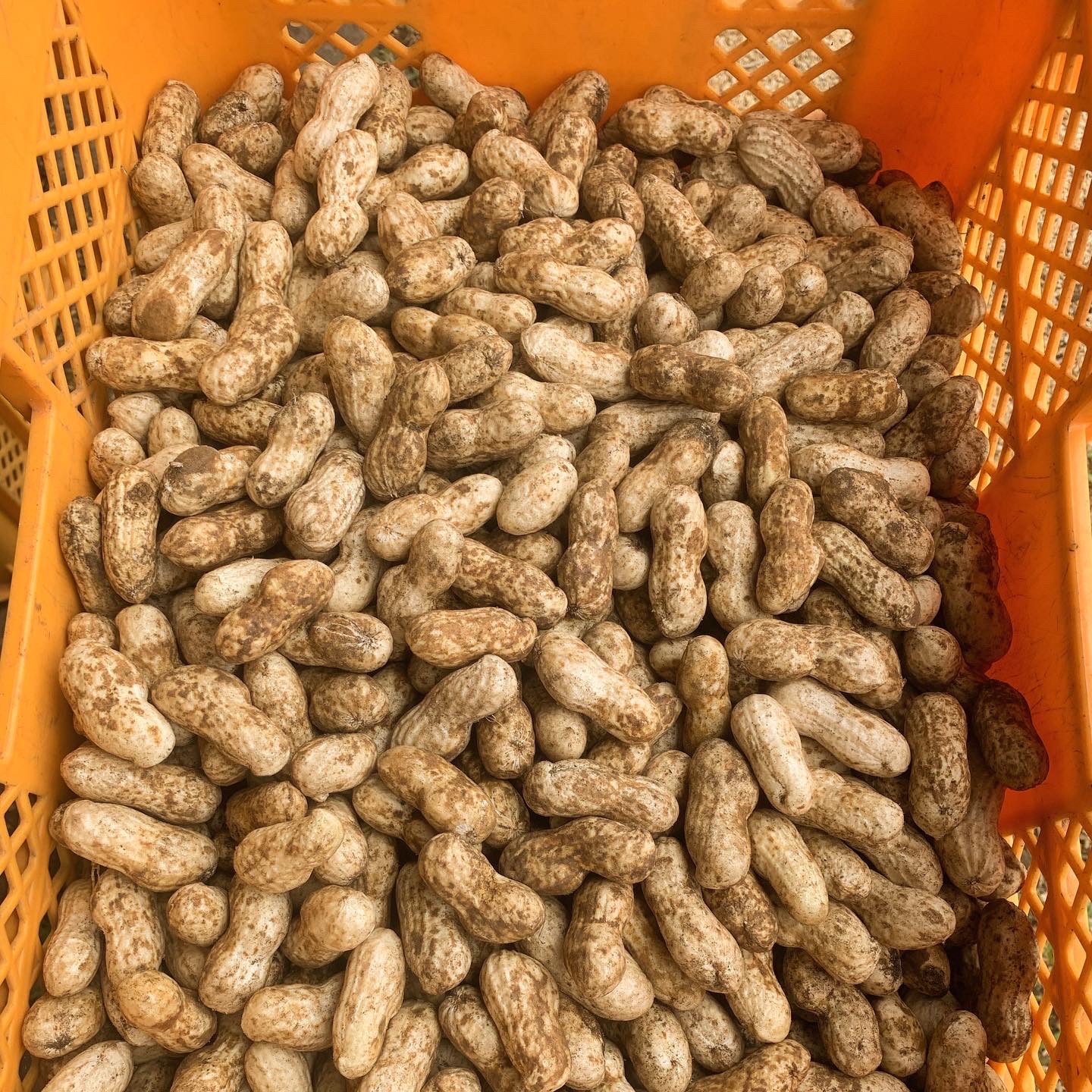 自然栽培 落花生(1kg)★自然と共生する究極の自然農法★無肥料・無農薬★ 17c399eb736616feeaa6c261424065