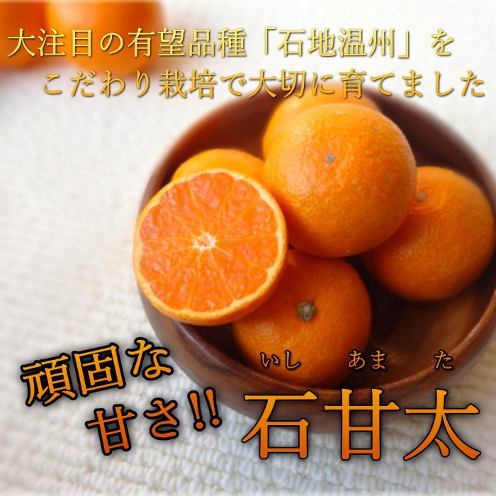 めちゃ甘～い！頑固な甘さの新こたつみかん！ 石甘太 お試し品 サイズ