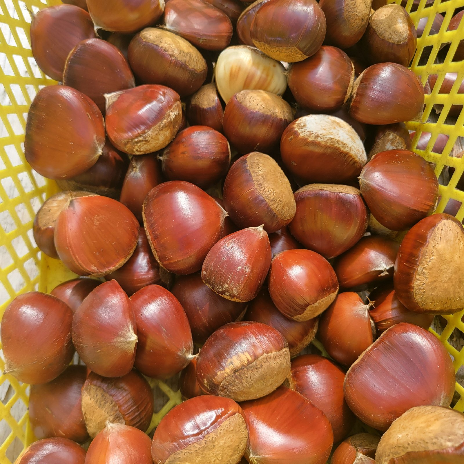 ぽろたん栗 | 果物/栗 産直アウル 農家から直接野菜などの食材を購入