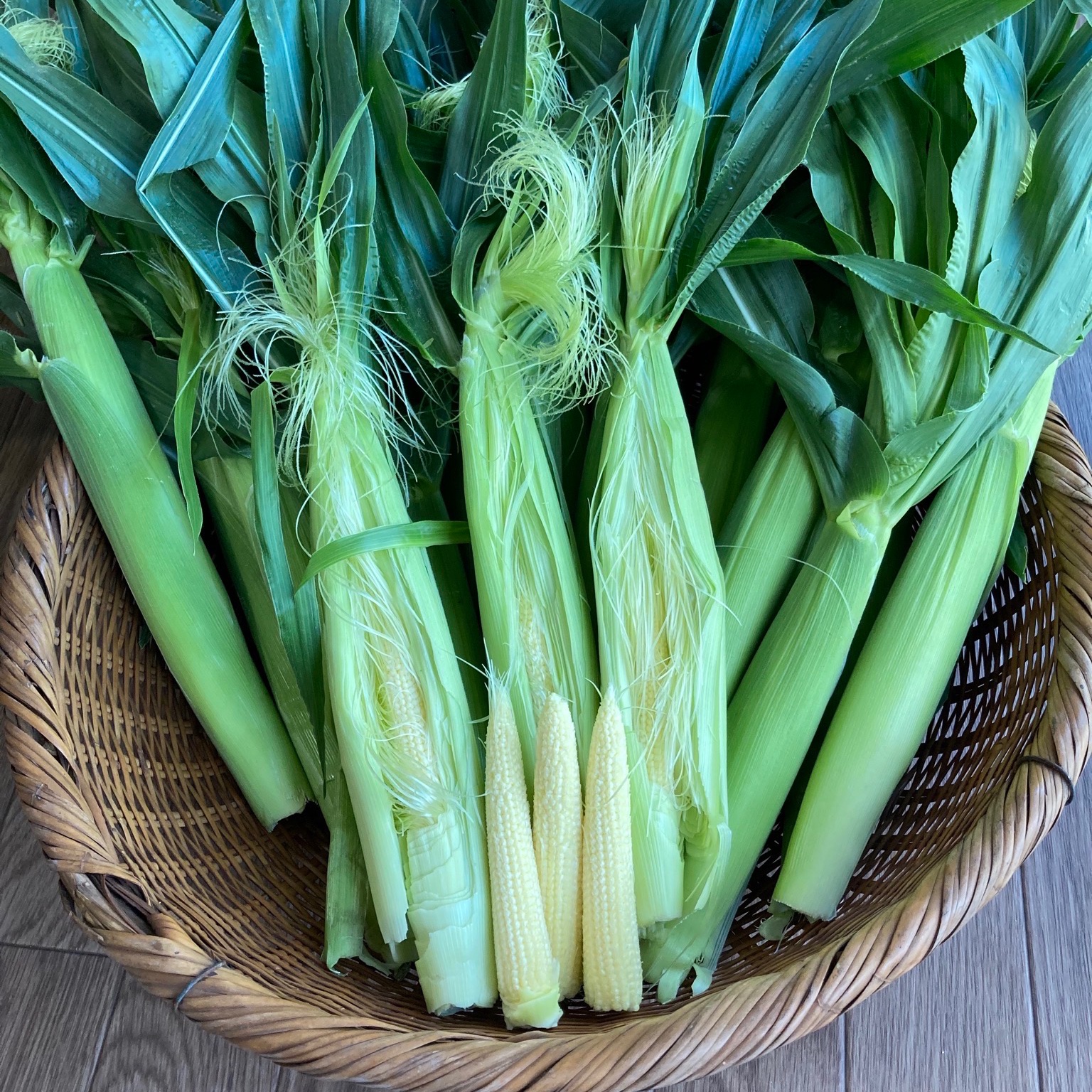 新鮮朝採り】採れたてヤングコーン4kg（50本以上） ｜ 野菜