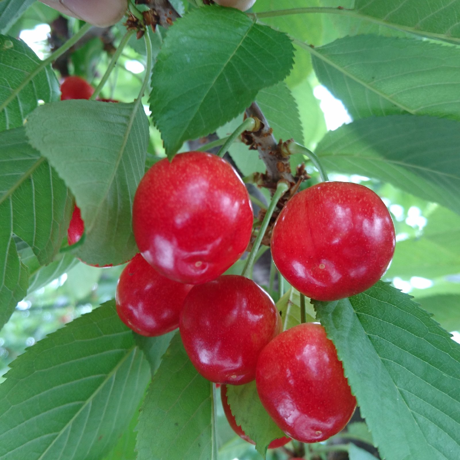山梨県産 紅てまり2L 500g ｜ 果物/さくらんぼ 産直アウル 農家 
