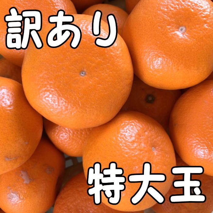 大特価の訳あり品】蜜之望 特大玉サイズ お試し商品 5kg入 ｜ 果物