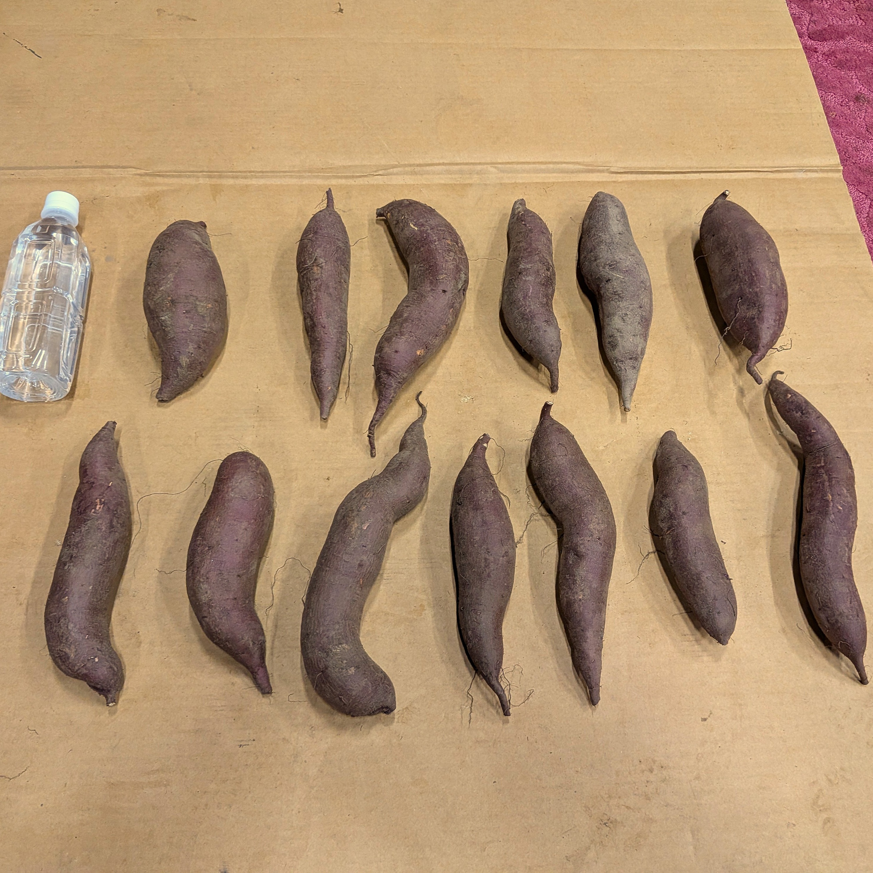 シルクスイート 20kg(箱込) M~L(約200g～500g) 茨城県産 【公式通販】