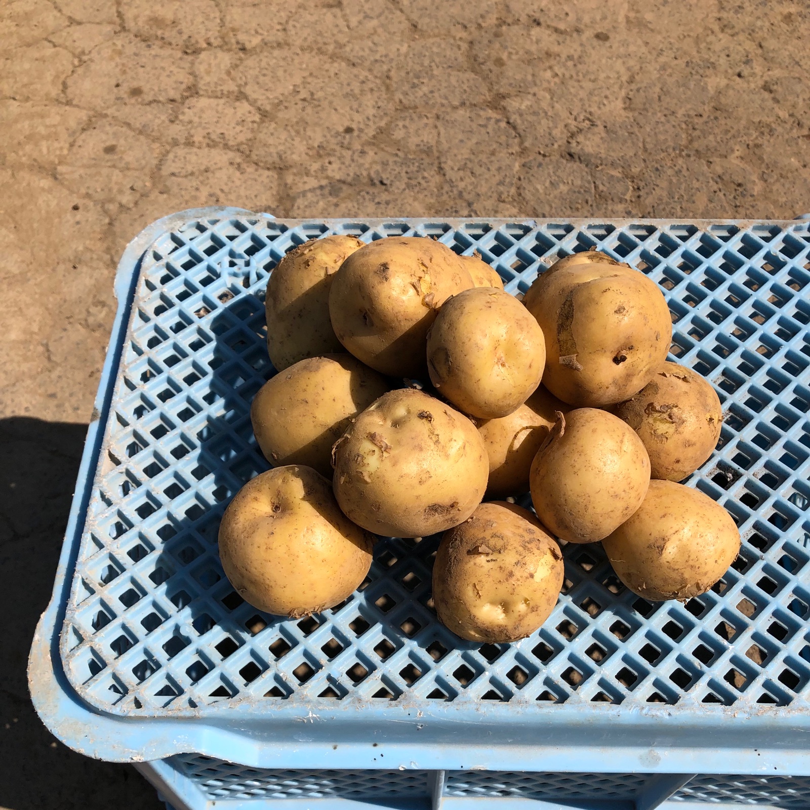 北海道産新じゃが 品種とうや 10kg 2Lサイズ ｜ 野菜/じゃがいも 産直