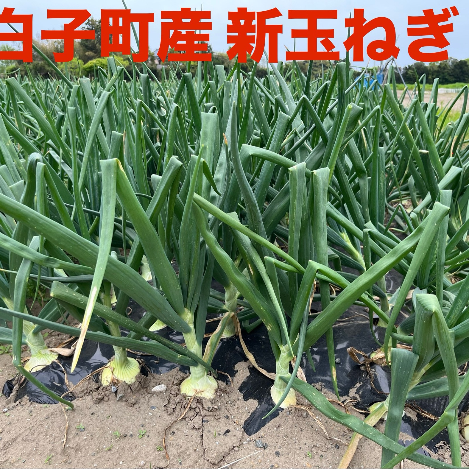 千葉県白子町産 新玉ねぎ ソニック 5kg ｜ 野菜/玉ねぎ 産直アウル