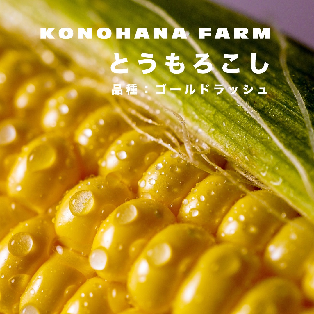 とうもろこし ハネ出し品「黄色」満足の10kg箱 お時間いただきます 甘さが口の中でハジける！真夏の黄色い宝石「富士河口湖町産の