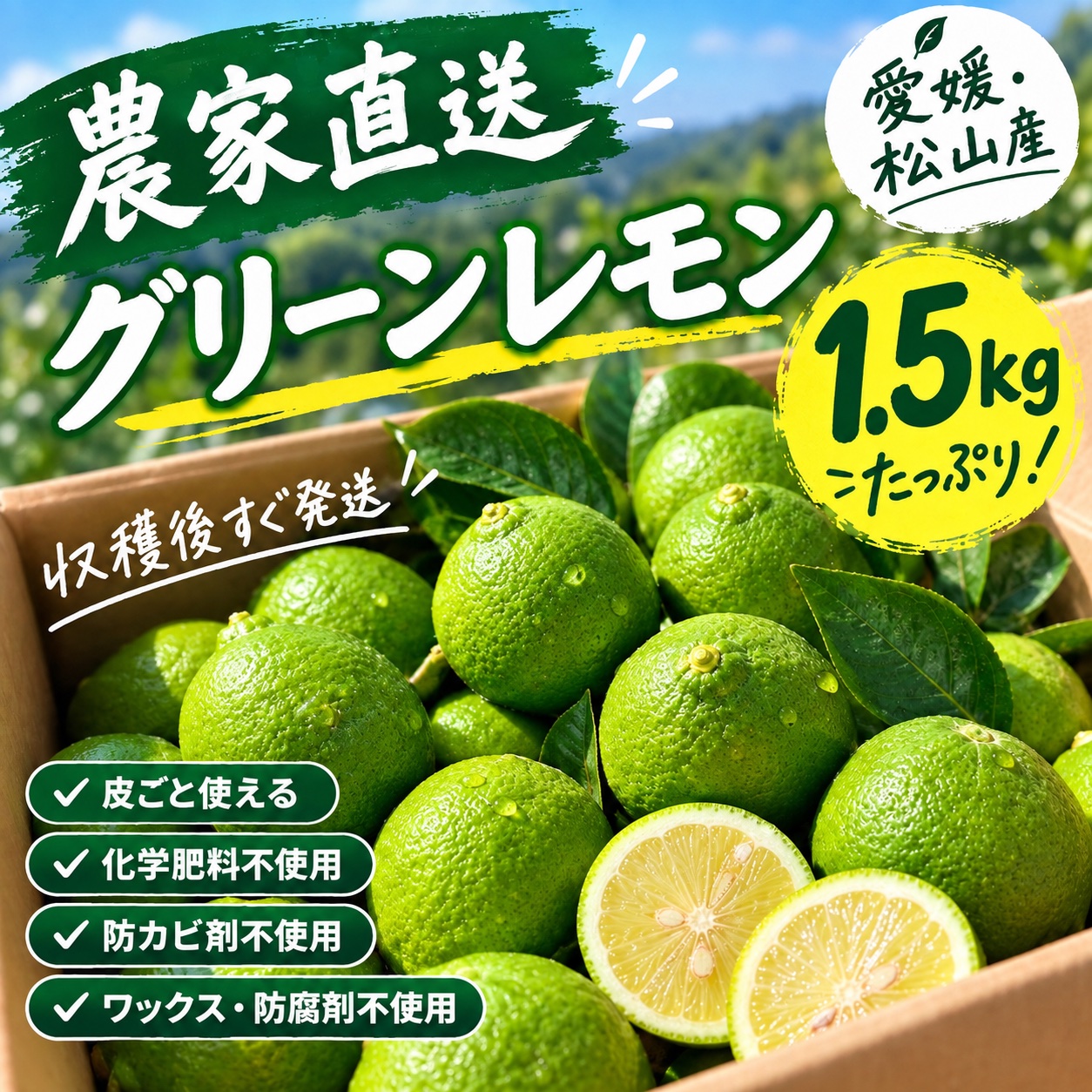 皮ごと食べれる朝採れグリーンレモン1.5kg ｜ 果物/香酸柑橘(ライム