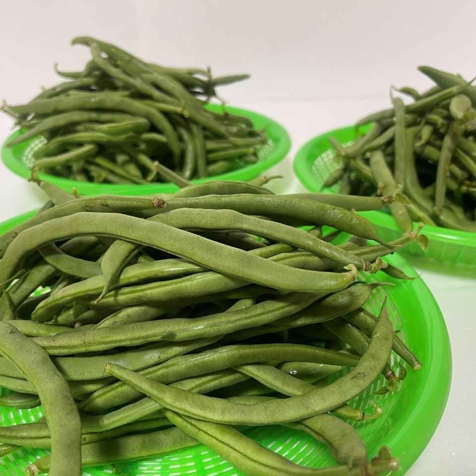 訳あり品】さやいんげん5kg(沖縄県産) 商品の説明【訳あり品】沖縄県…