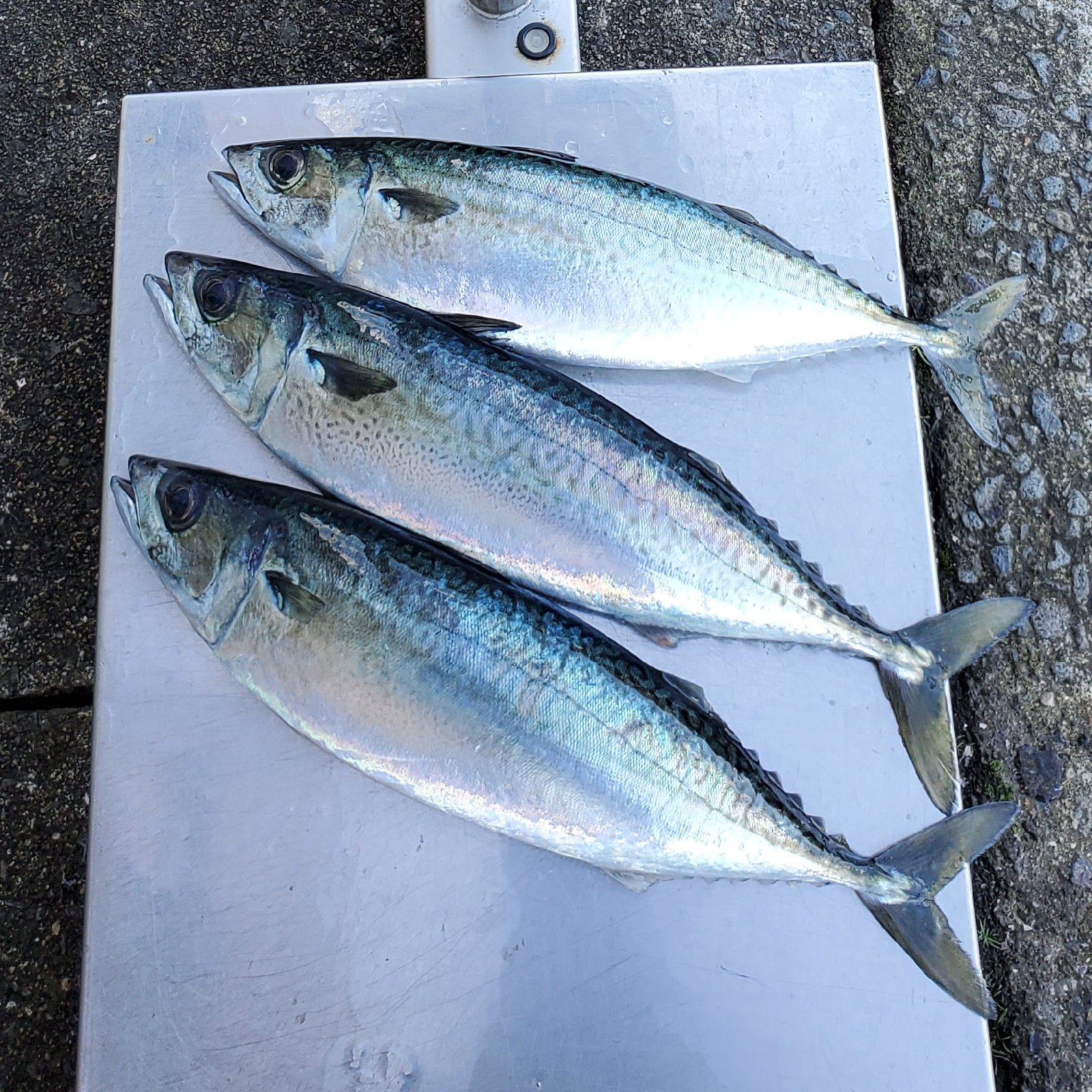 マルシゲ水産（長崎県・長崎市）｜生産者詳細｜産直アウル