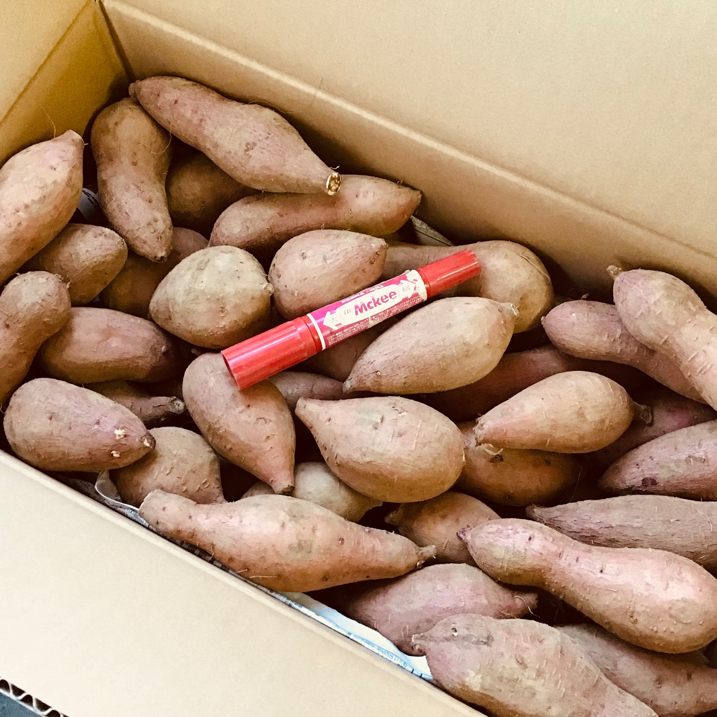 安納芋 #8 どんと20kgさつまいも 種子島産安納芋　MLサイズ