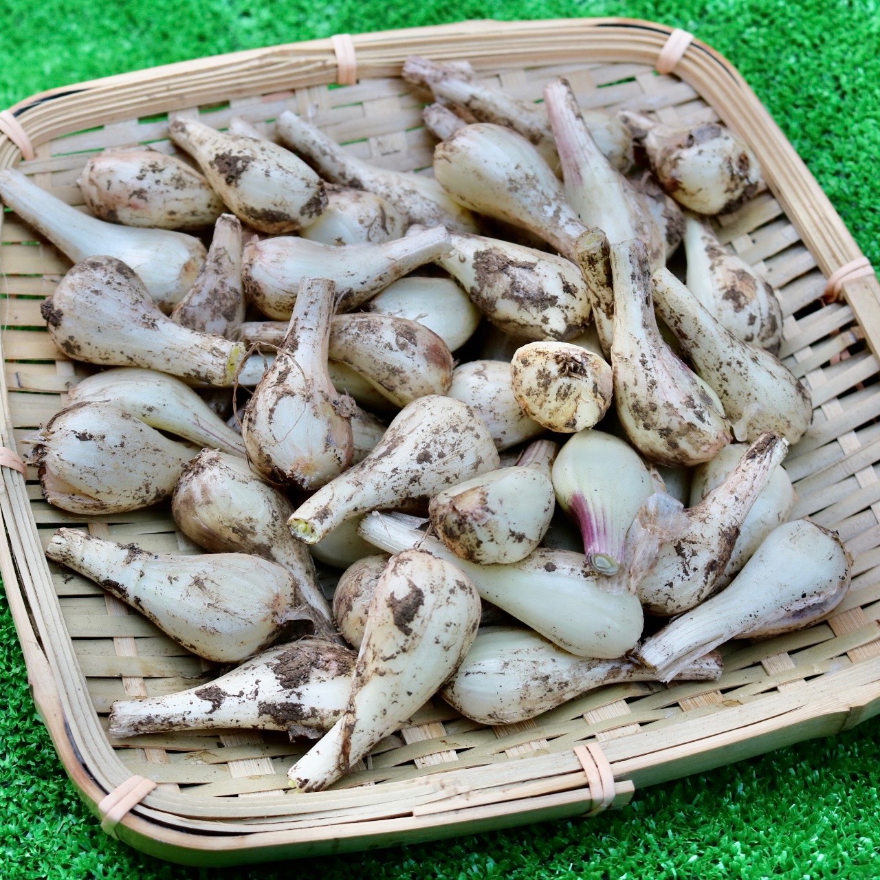 熊本県産 泥付き らっきょう 化学肥料・農薬不使用 1kg ｜ 野菜/その他