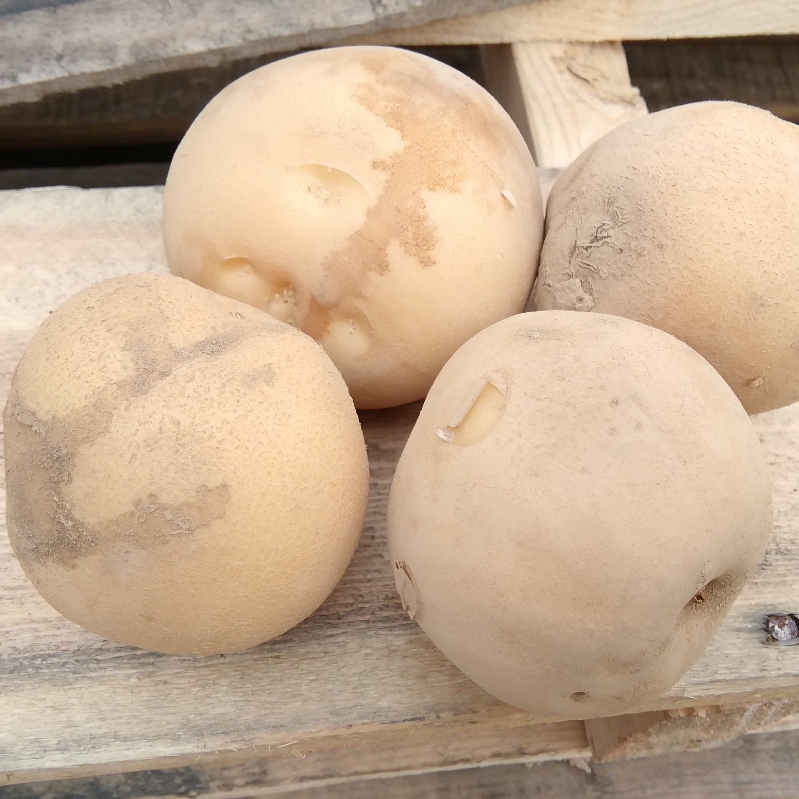 訳あり】茨城県産 じゃがいも(とうや)箱込み9kg+おまけ1kg ｜ 野菜