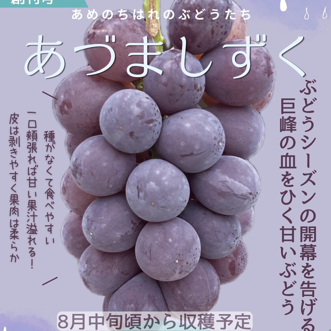 朝穫れ新鮮】あづましずく約1kg ｜ 果物/ぶどう 産直アウル 農家・漁師
