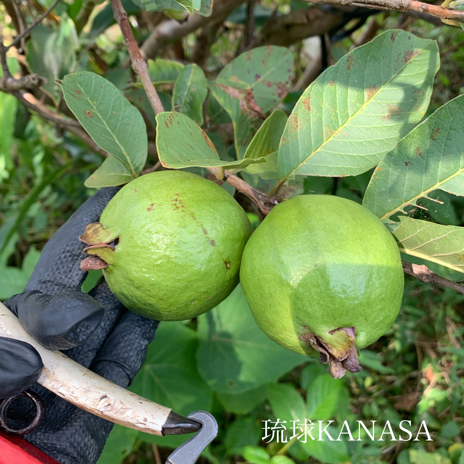 無農薬グァバ（白） ｜ 果物/その他果物 産直アウル 農家・漁師など