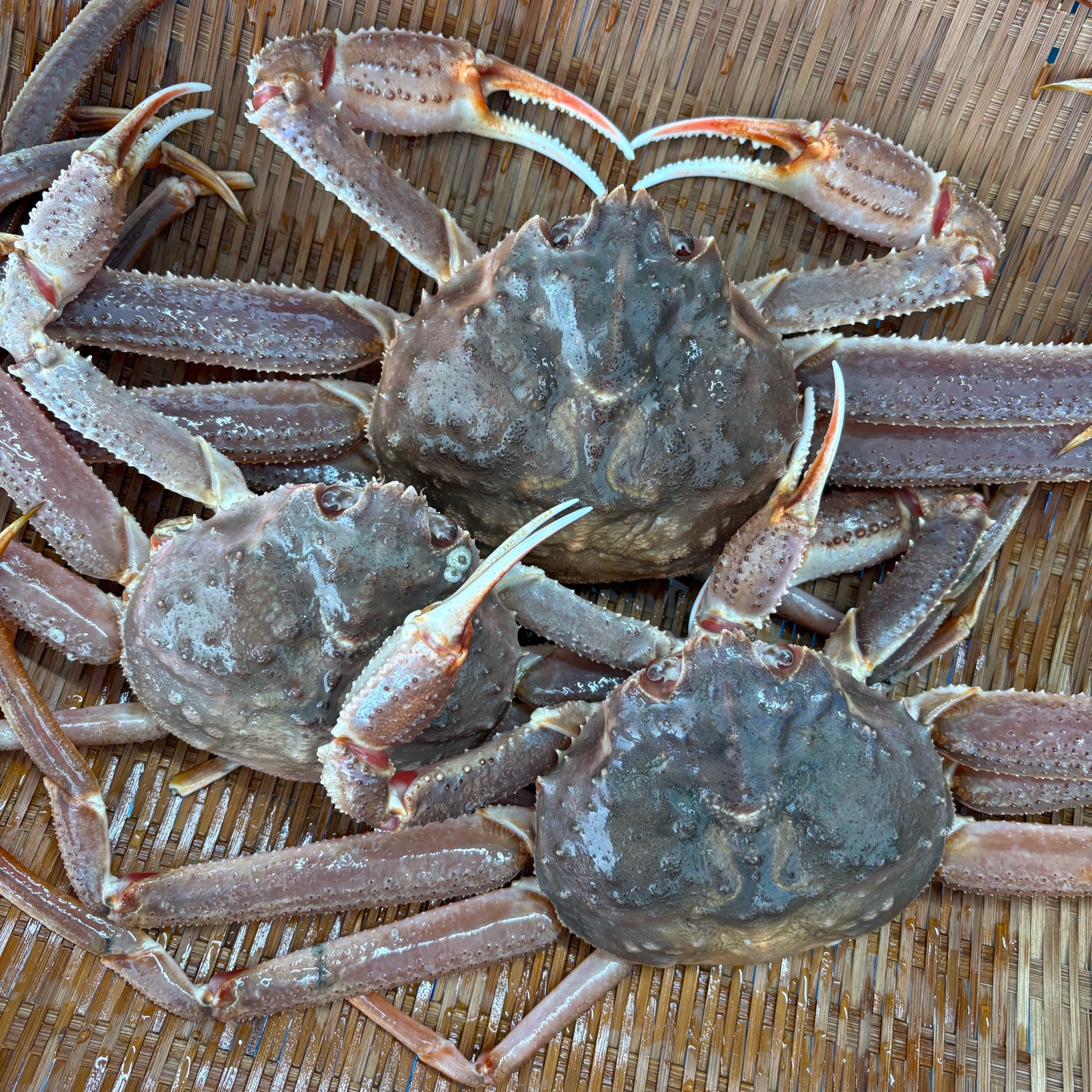 6周年限定]北海道産天然生オオズワイガニ(訳あり)3杯 ｜ 魚介類/カニ