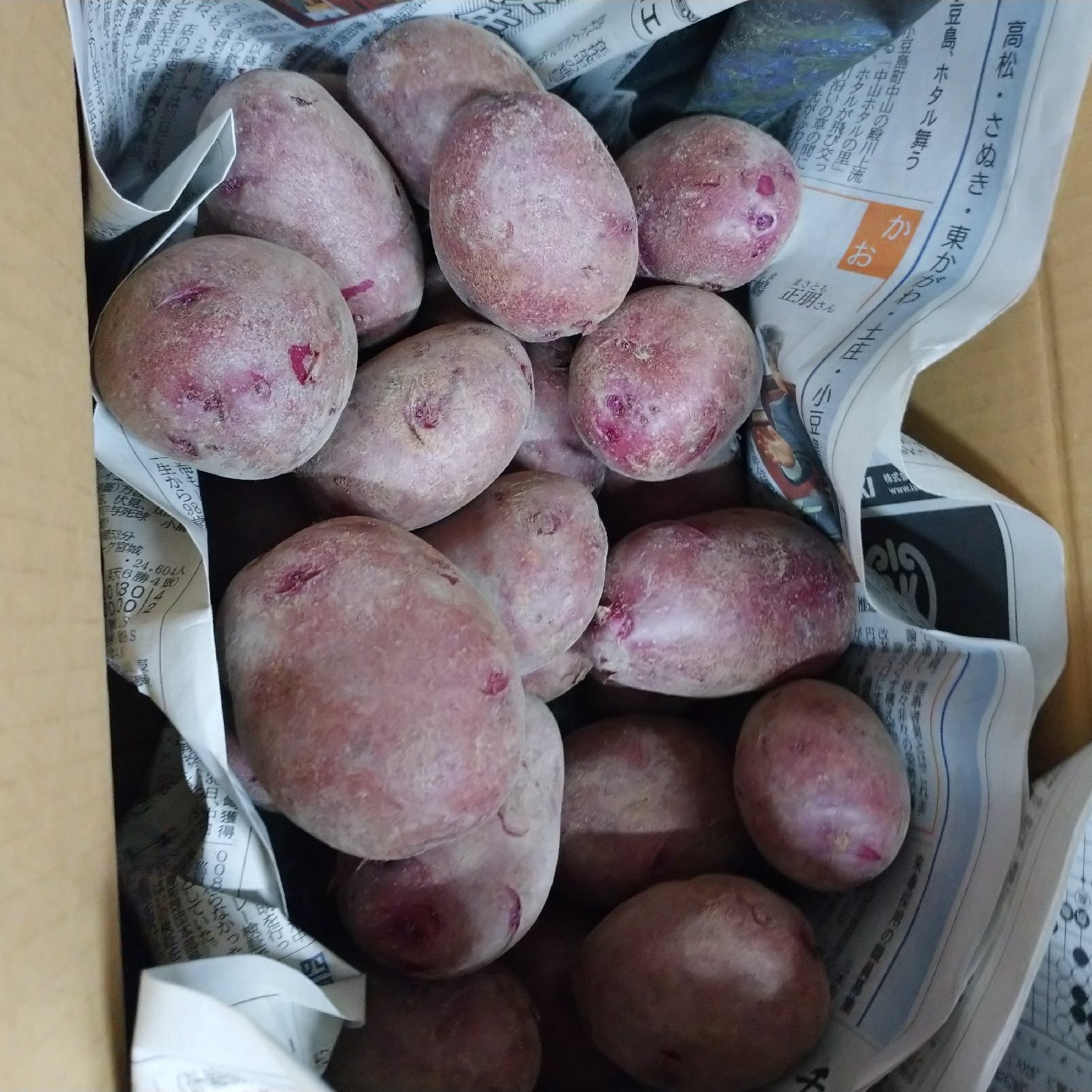 ドラゴンレッド梱包込み2kg | 野菜/じゃがいも 産直アウル 農家