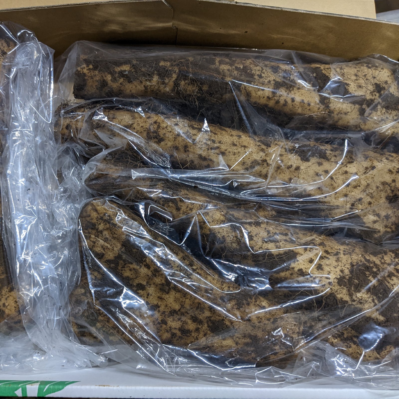 大和芋（イチョウ型）泥付き約3キロ2箱セット 群馬県尾島産 ｜ 野菜