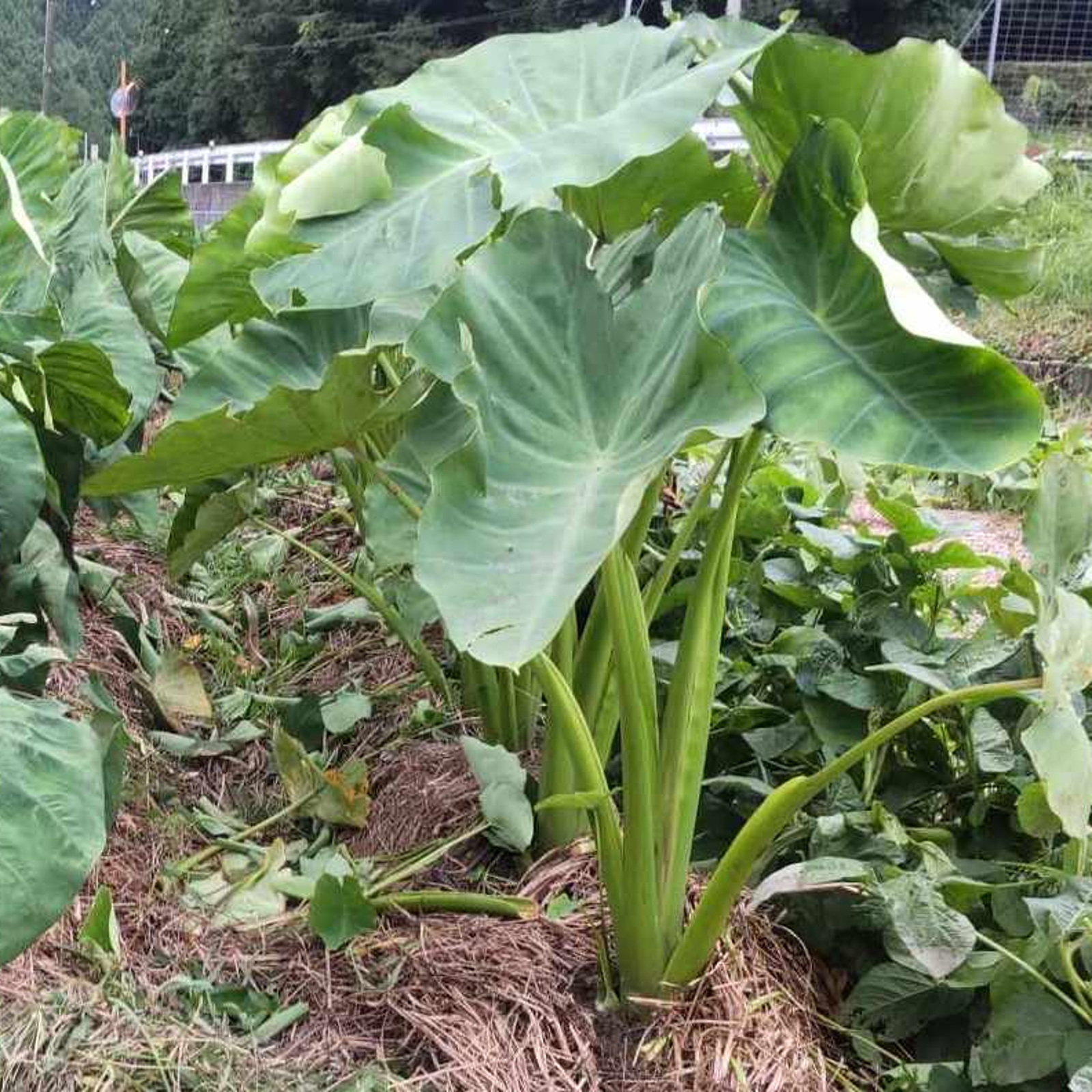 自然栽培 里芋(24kg)★熊本県産★無肥料・無農薬★究極の自然農法の野菜★ 自然栽培 里芋(24kg)☆熊本県産☆無肥料・無農薬☆究極の自然農法の野菜☆